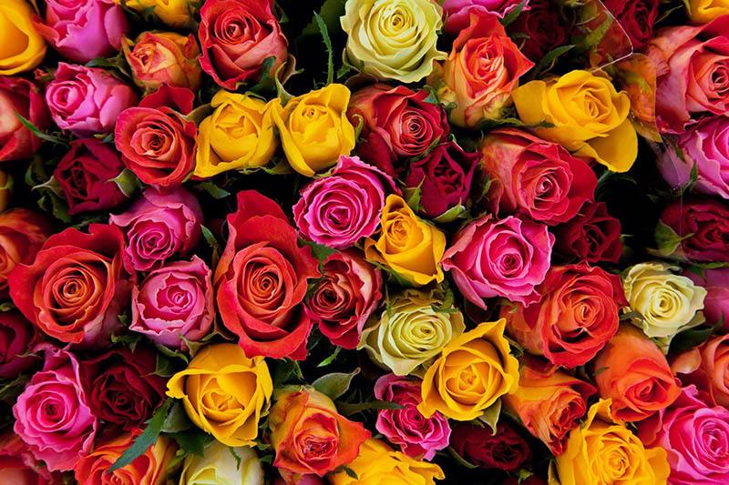 Ruusujen värien merkitys